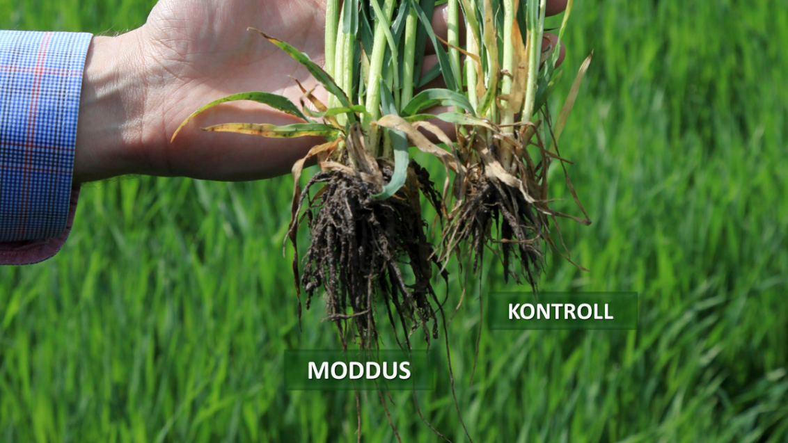 Moddus vs control
