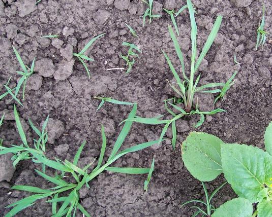 Žalioji šerytė