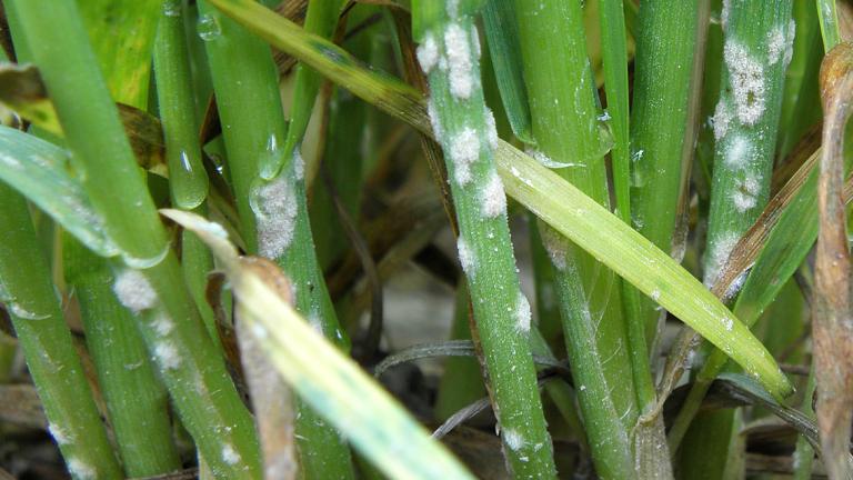 Blumeria graminis