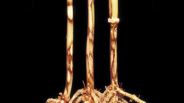 Tapesia yallundae