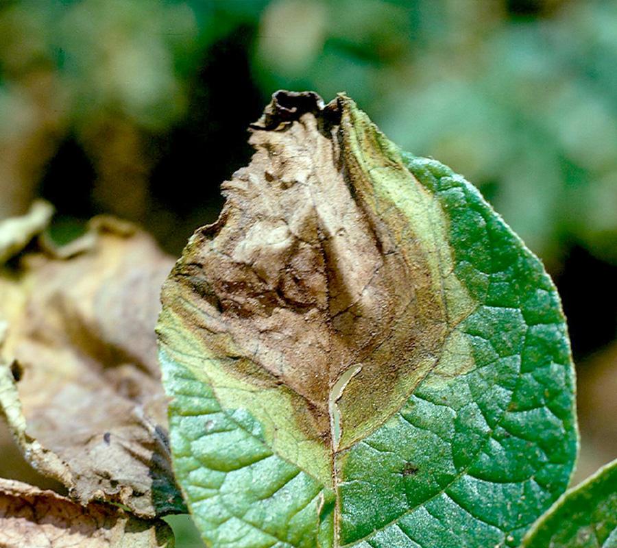 Phytophtora