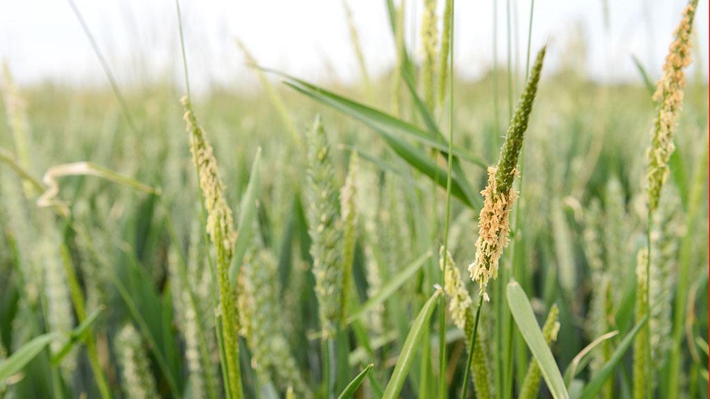 Alopecurus, Syngenta UK