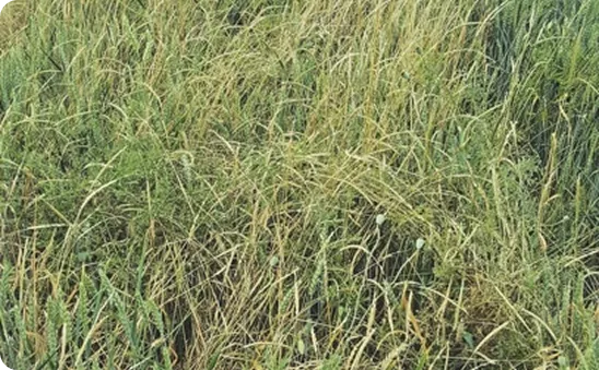 Avoxa trial 1