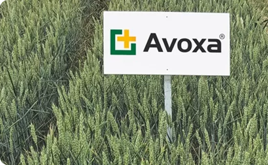 Avoxa trial 13