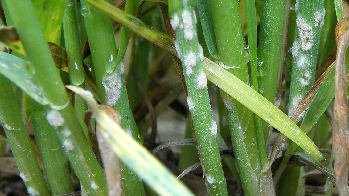 Blumeria graminis