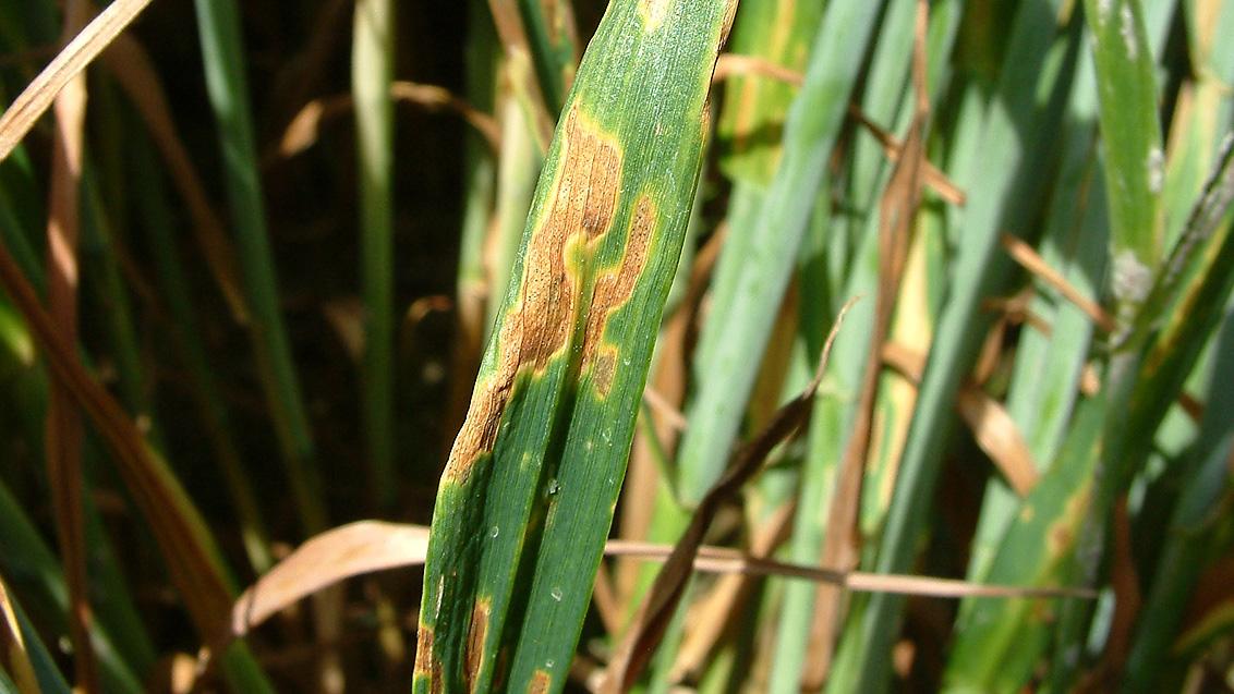 Septoria