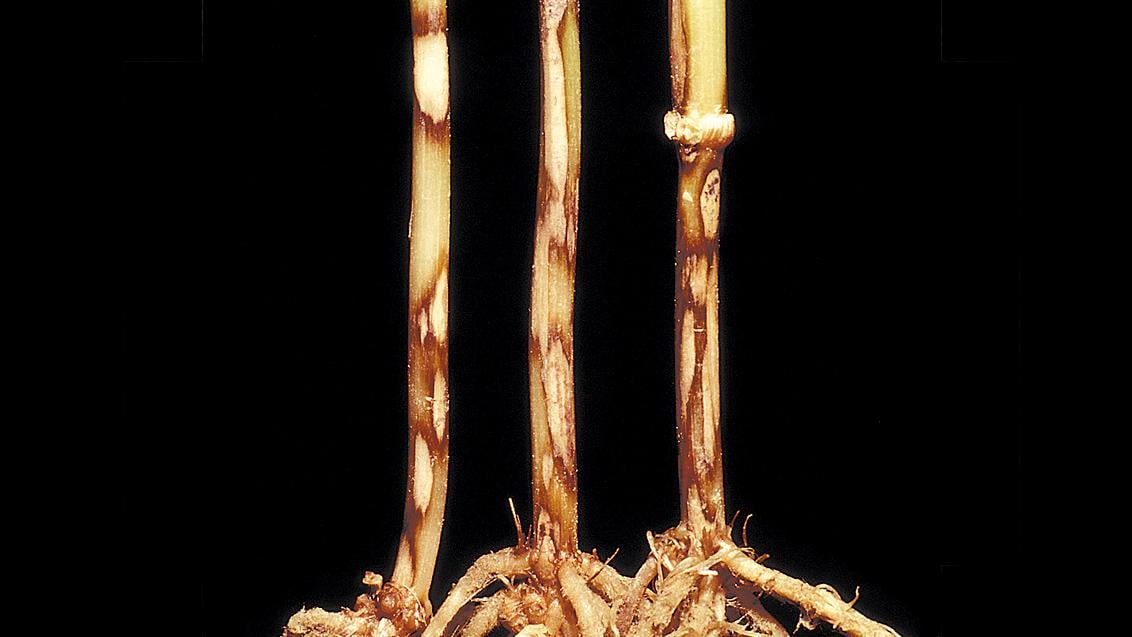 Tapesia yallundae